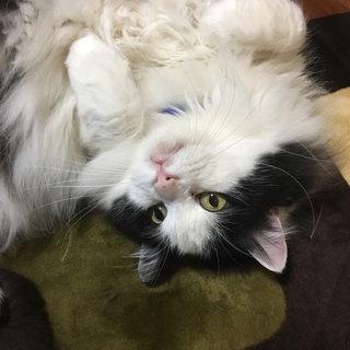 里親募集中。心優しい方のみ。