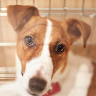 アル君　優しいご家族募集中