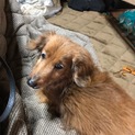まだまだ元気な老犬ダックスです！