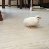 モチャ