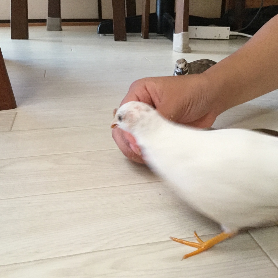 モチャのカバー写真