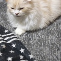飼えない状況になってしまい、困っています