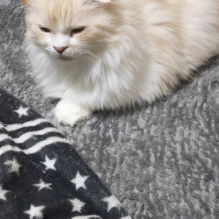 飼えない状況になってしまい、困っています