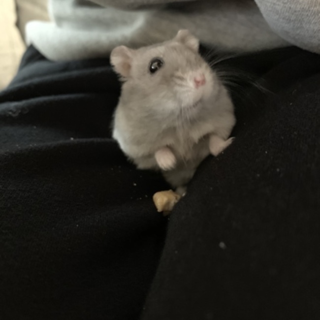 カクレモモジリのカバー写真