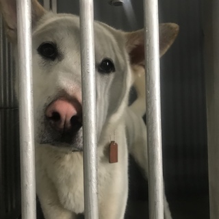 人馴れ抜群☆まだ若い大型の紀州犬