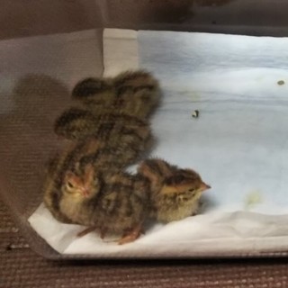 元気な並ウズラです