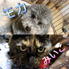 まちゃと