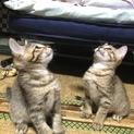 1月10日に生まれた子猫♀の里親さん募集[代理]