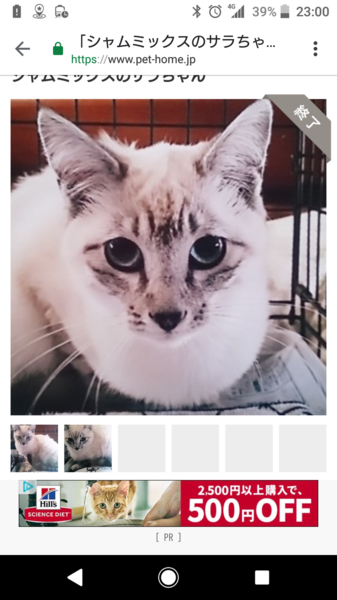 マクダゥエル こなゆき