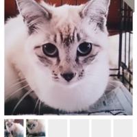 マクダゥエル こなゆき