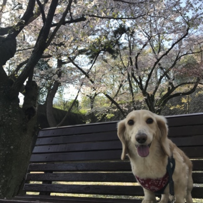 ぷん山こたろうのカバー写真