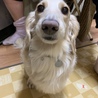 迷子札が届きました！