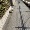 お散歩 
