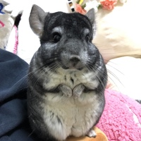 ラズロ