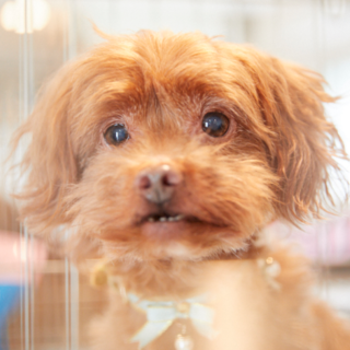 サンバイズ(さんちゃん)　人が大好きです！