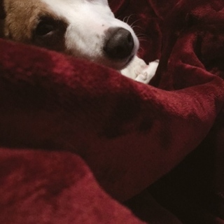 人懐っこくて元気な女の子♡3歳