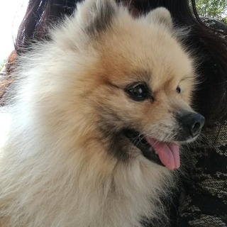 ポメラニアン　12~13歳(代理掲載)