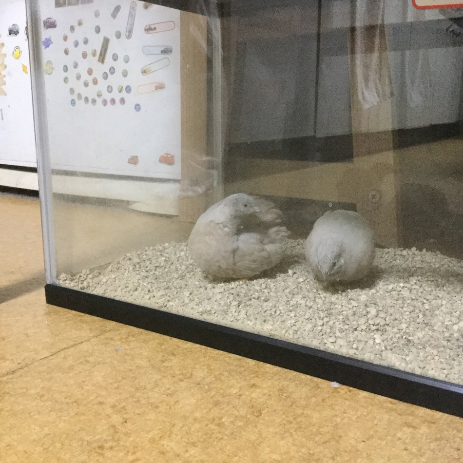 グレイのカバー写真