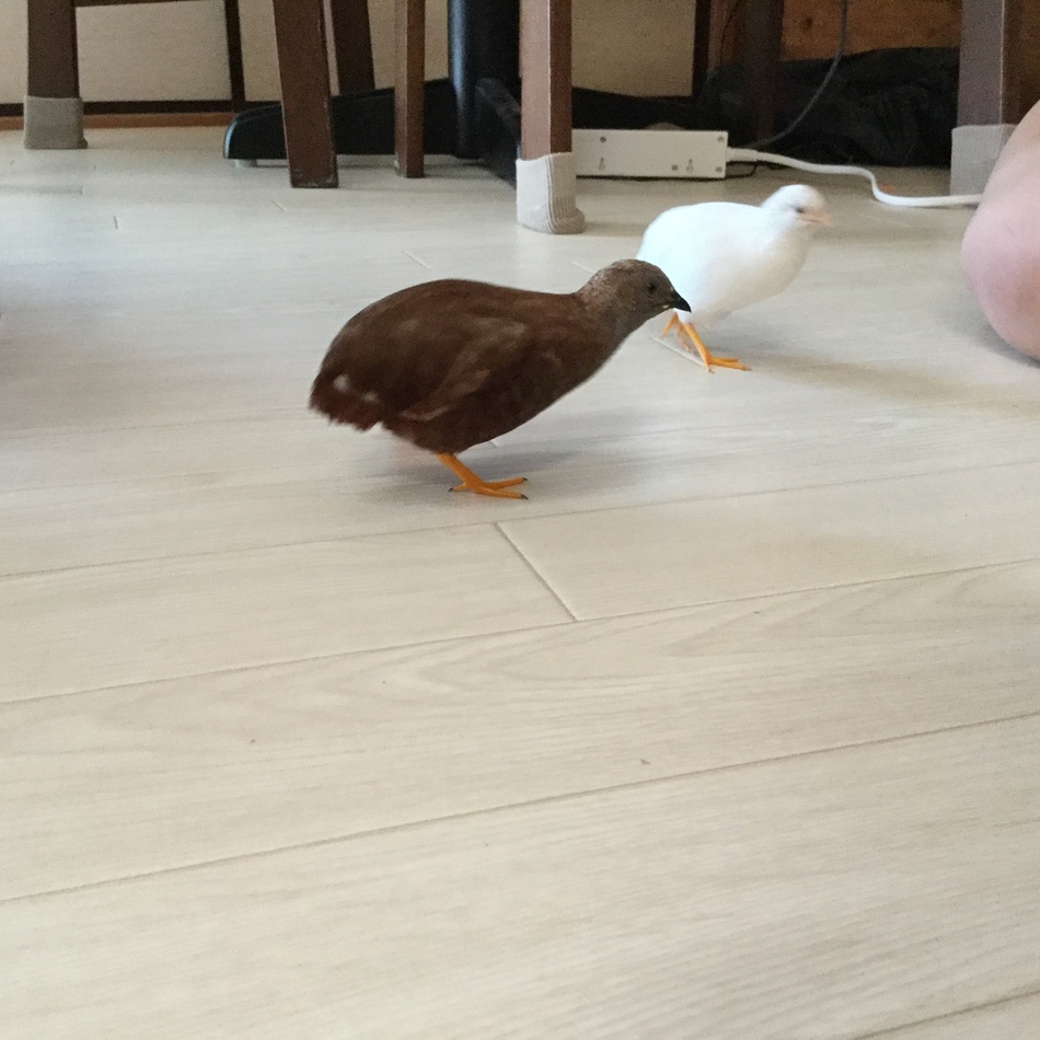 カルカンのカバー写真