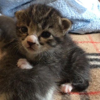 かわいい黒きじソックスくん♂