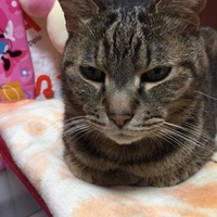 たま