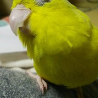 良い里親さんが決まりました！