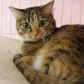 【5/26東銀座】超美猫です！とっても賢い実ちゃん