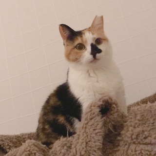 私のママになってくださいにゃ～