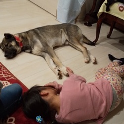 野犬はお外と室内どちらがいいのか？