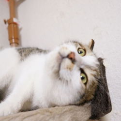 里親募集スタート！！