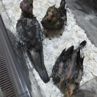 オカメインコ 雛