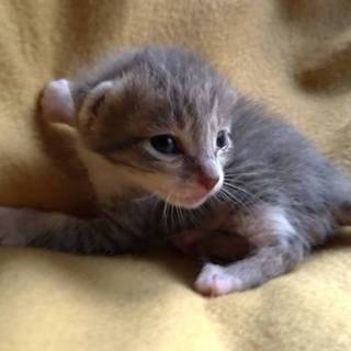 かわいいグレー虎じま男の子♂