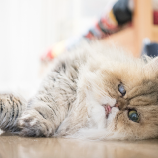 ぺろちゃん（多頭ペルシャNo.70）