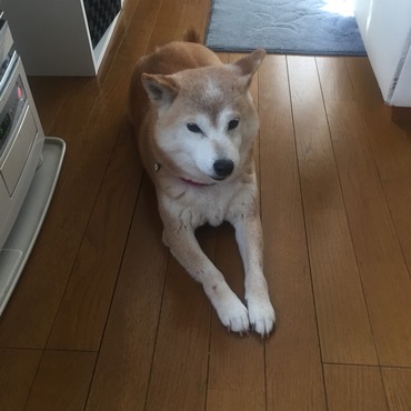 ブラマル…ピコりまま♥元気でよかった(๑´ڡ`๑)