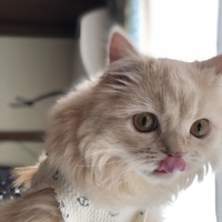 椎茸