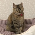 ツンデレなむぎわらちゃん