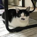 捨て猫6兄弟。残り４匹です。