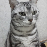 チャミ