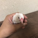 白文鳥