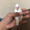 白文鳥 サムネイル2