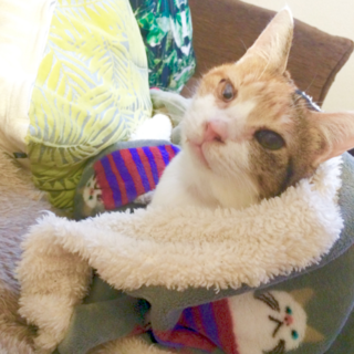 愛らしいおばあにゃん♡ミーちゃん　