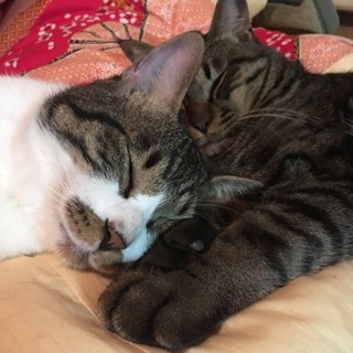 サバシロ&キジトラ兄弟の里親様募集中です！