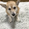 ハッピーネネ