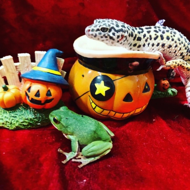 ゆうりめのカバー写真