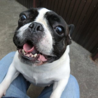 家族の一員として大事に飼ってくださる方