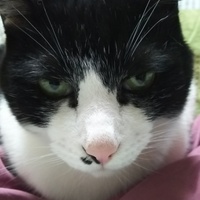 てびこ