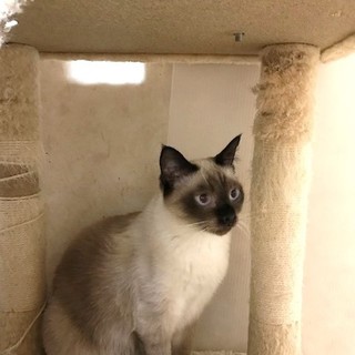 人懐こくて超甘えん坊のボニーです。