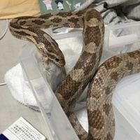 クロ