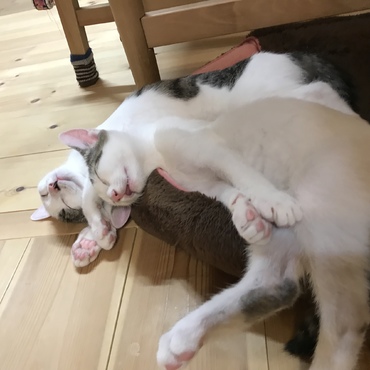 もうつかれたぁ