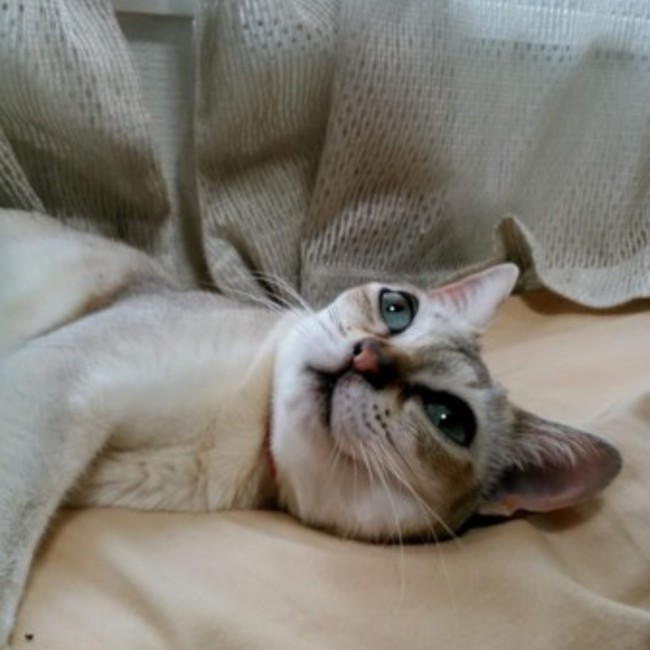 黒猫黒豆のカバー写真